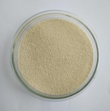 5f002421e8155.jpg 釀酒酵母.jpg